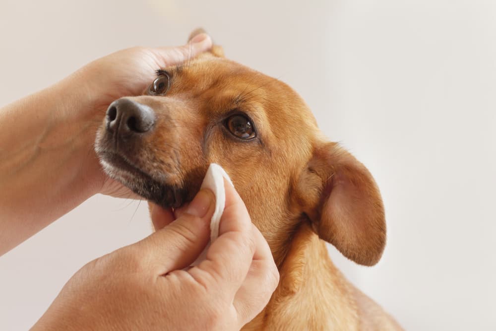 Dog being wiped by owner not with a baby wipe