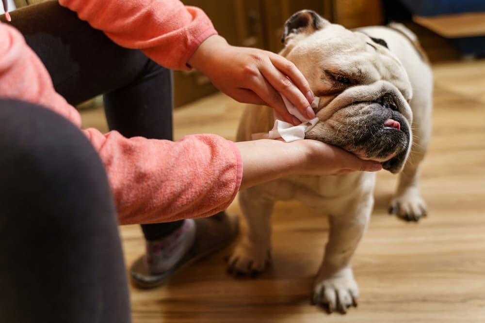 Wiping down a bulldog with a dog wipe rather than a baby wipe