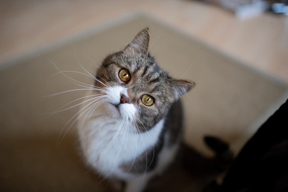 Cat looking up to camera confused