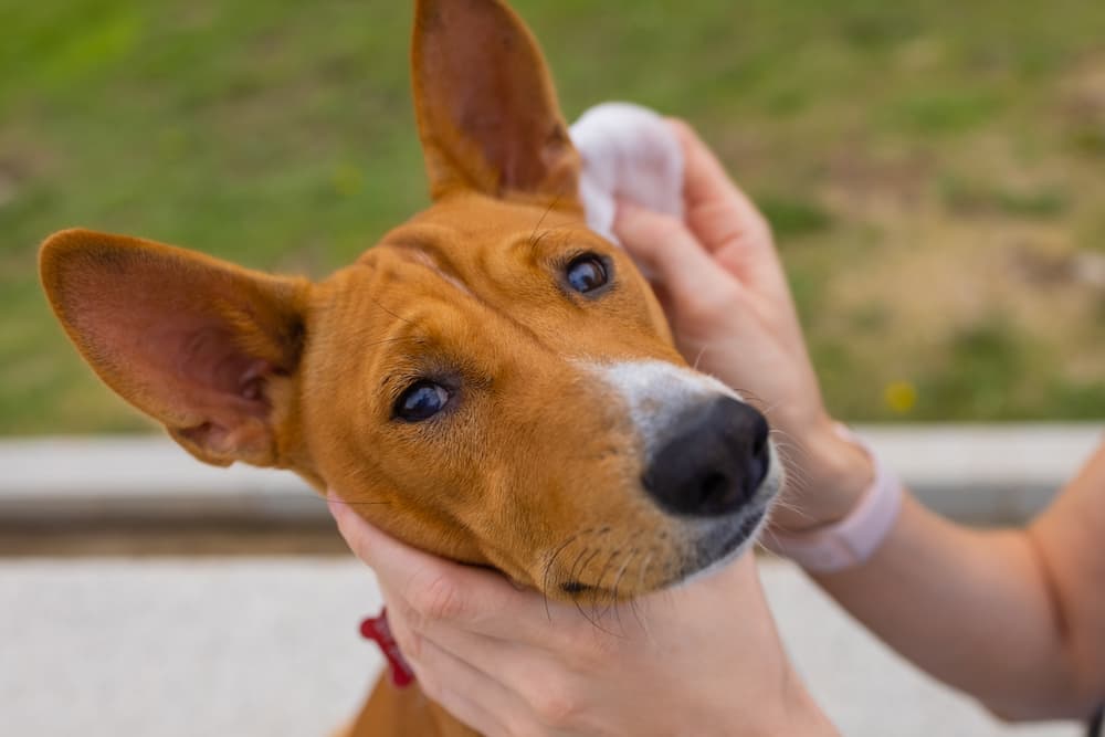 Can You Use Baby Wipes on Dogs?
