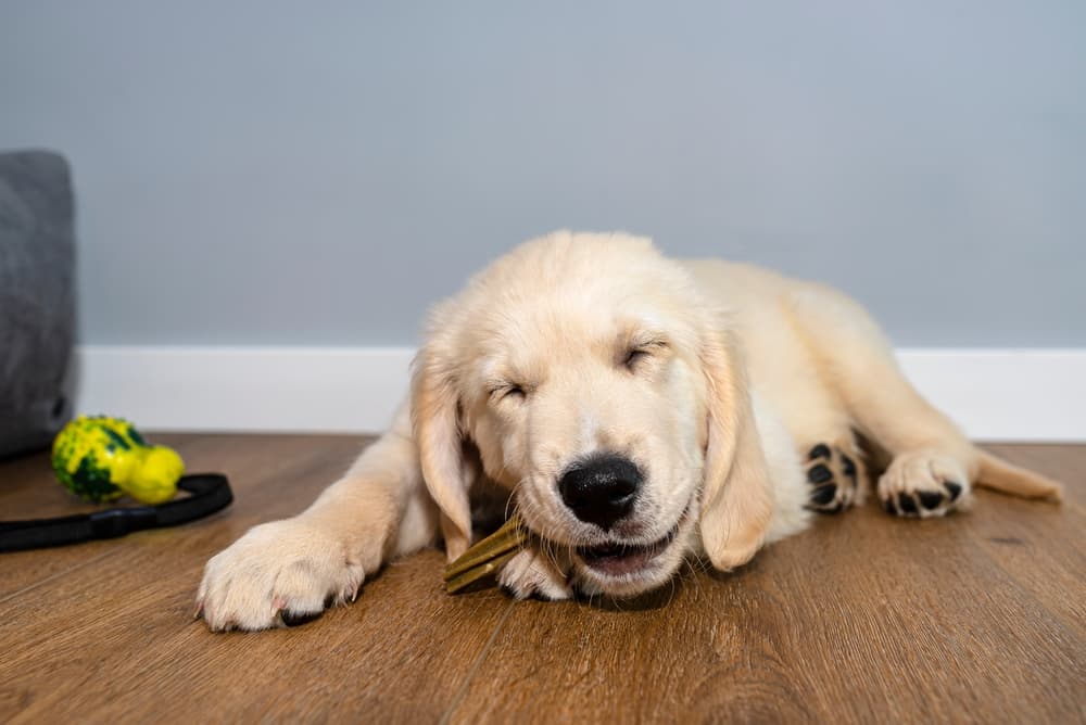 Light brown dog puppy