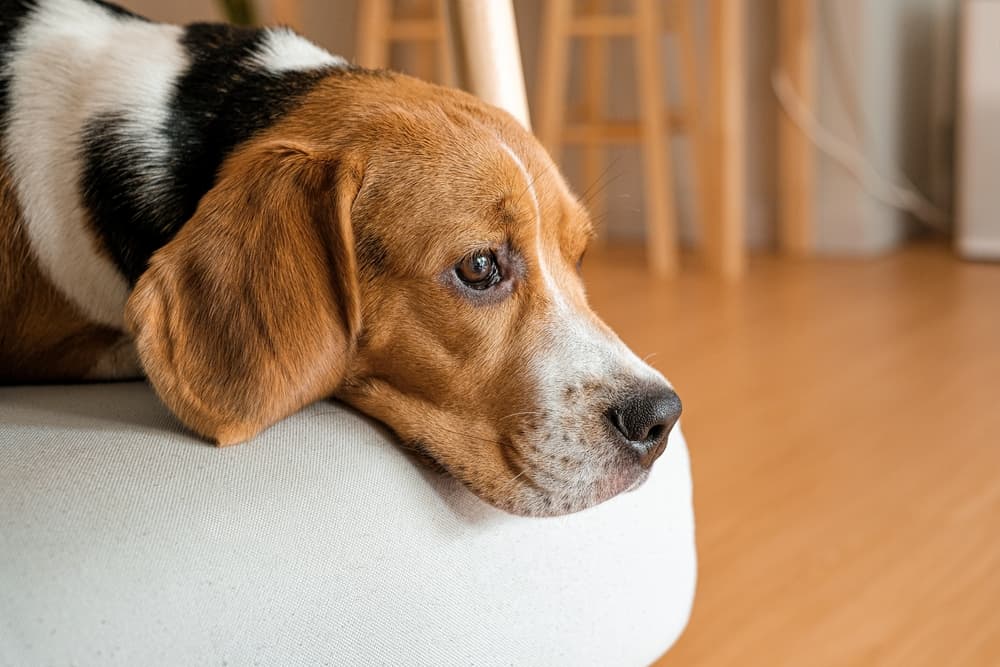 Sick dog laying on the couch