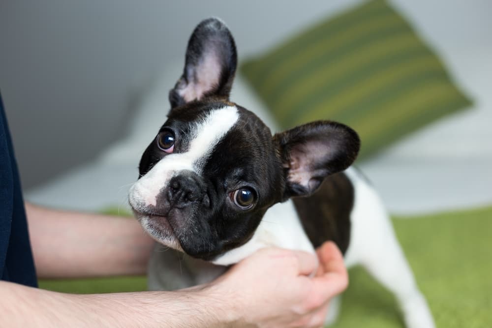 Tiny puppy looking up to owner feeling stressed