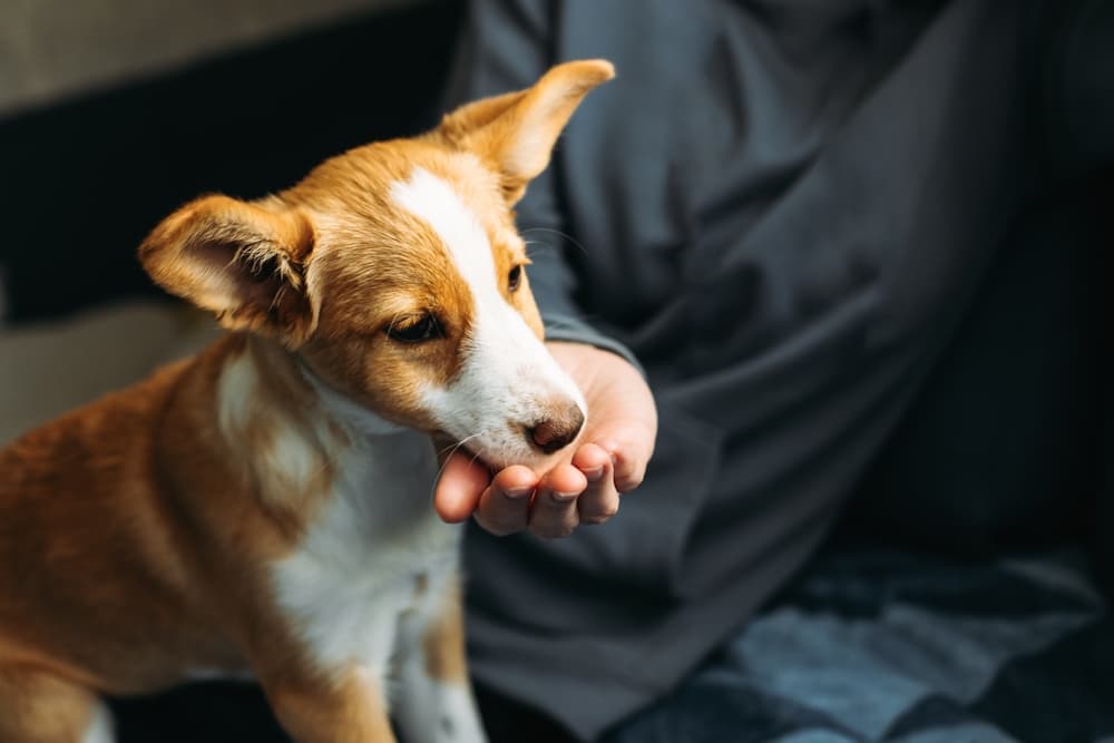 Dog eating food out of owners hand