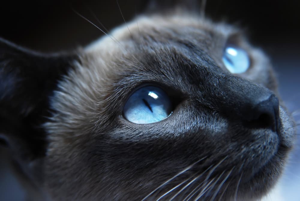 Mystical Siamese cat