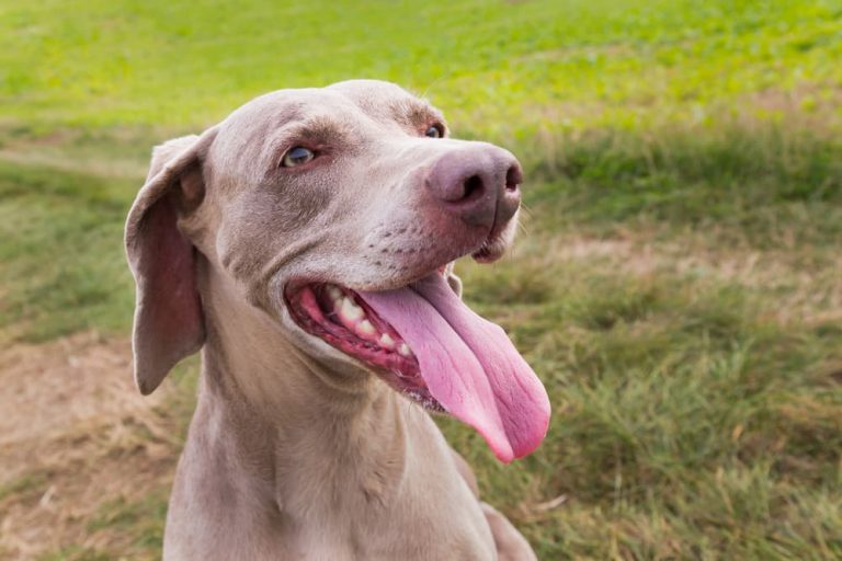 Dog panting outside - do dogs sweat