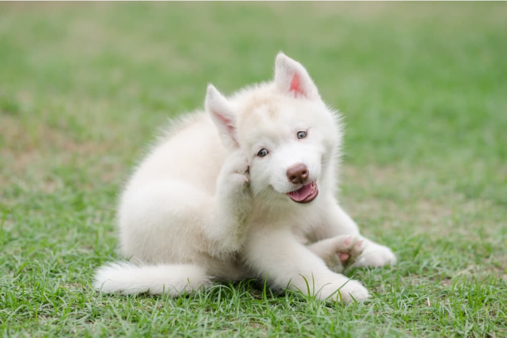 Dog scratching from having fleas on fur