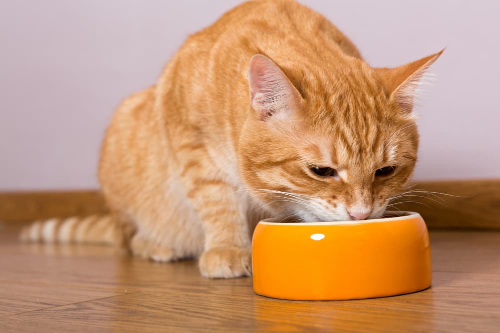 Big orange cat eating out of a big ceramic bowl