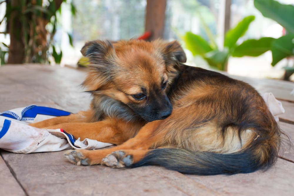 Dog biting leg from having flea allergy reaction
