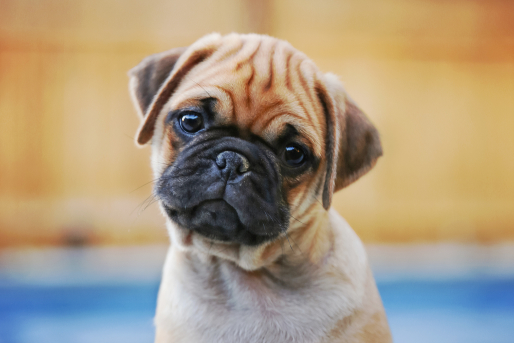 Cute puppy with head tilted - wondering can dogs eat cat food