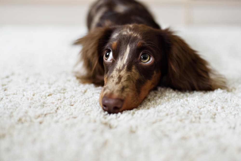 Sweet black and brown dog laying on a soft rug