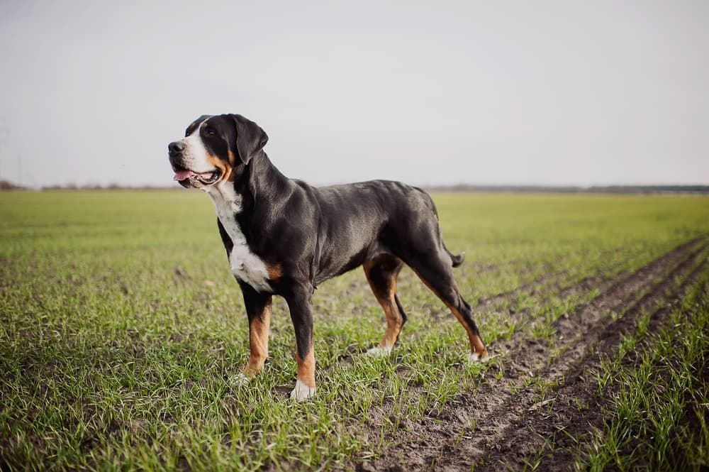 Greater Swiss Mountain Dog