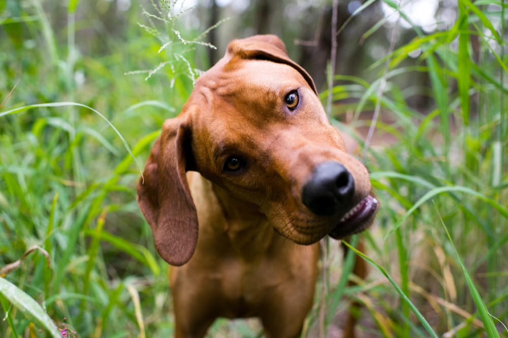 Curious dog with head tilted