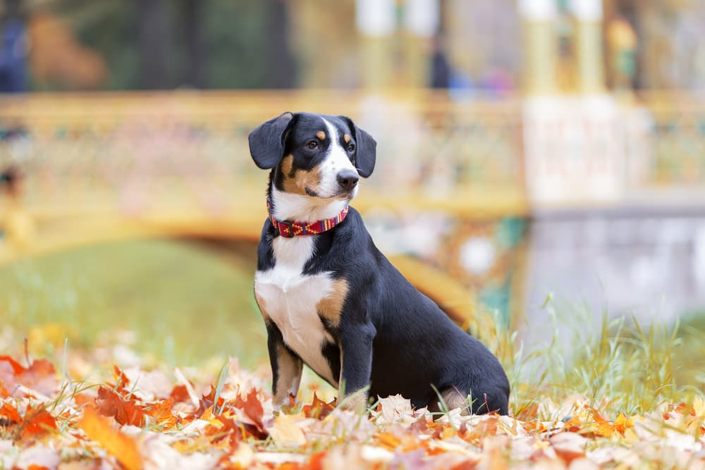 Entlebucher Mountain Dog