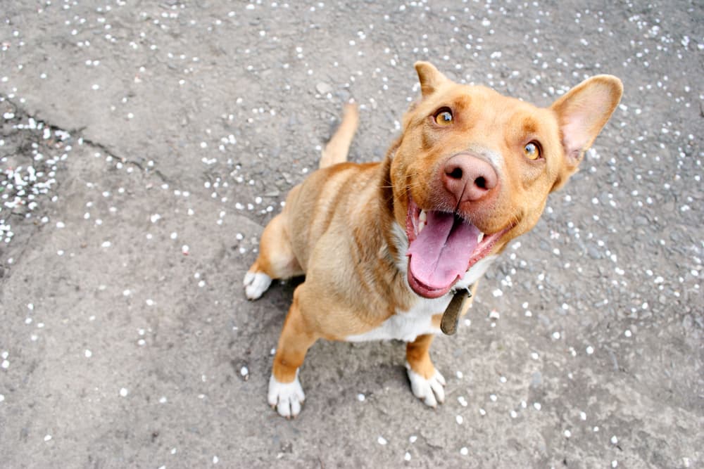Sweet light brown dog