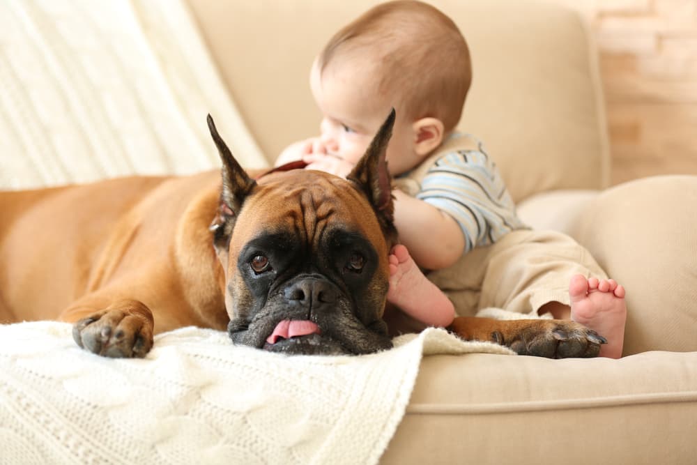 Dog sitting with a very cute baby cozy on the couch