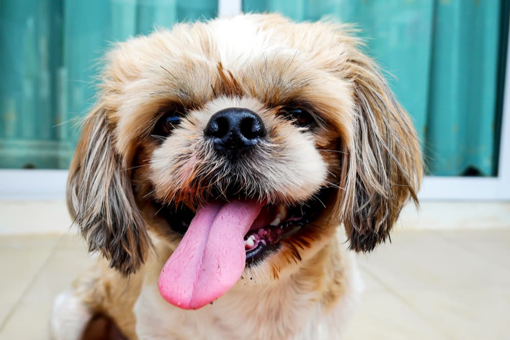 Skin Tags on Dogs: How to Identify and Treat Them