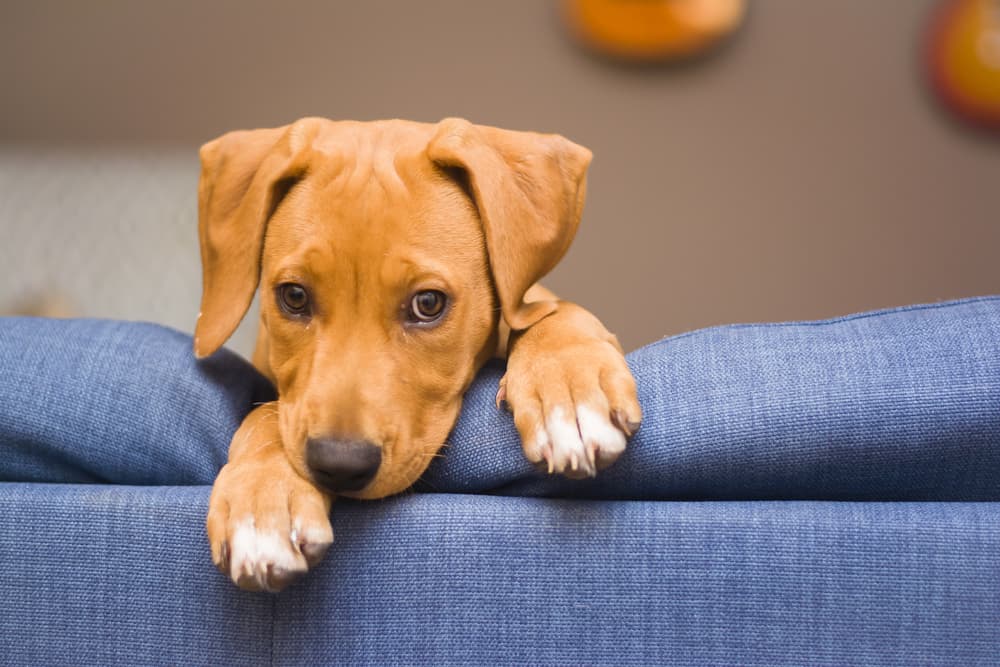 Puppy sitting on the back of a couch