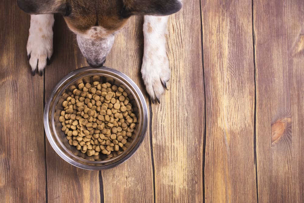 Above shot of dog looking at his bowl