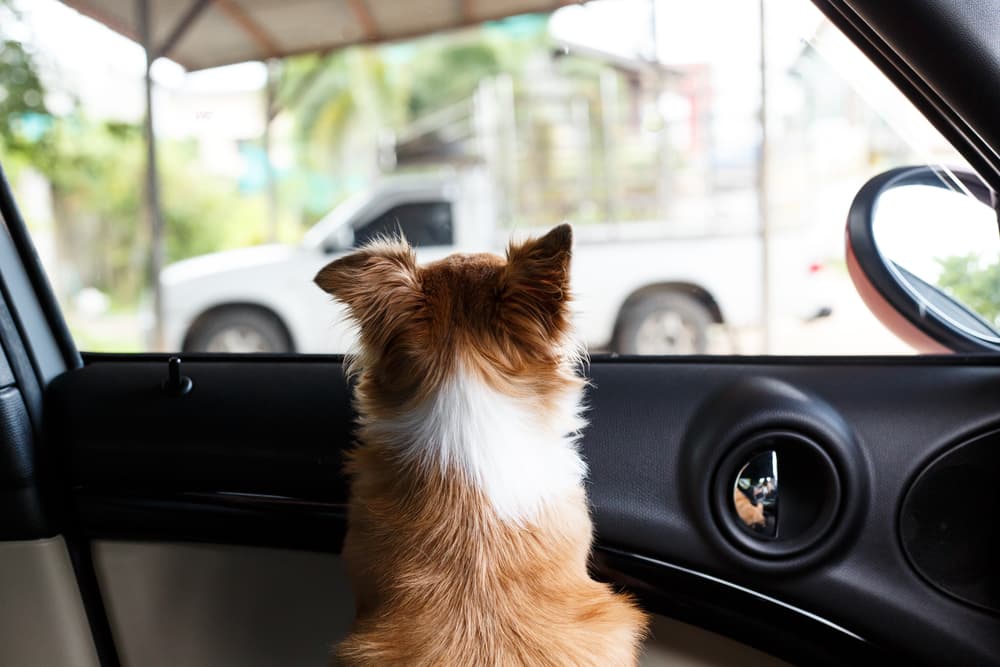 Dog staring outside car window