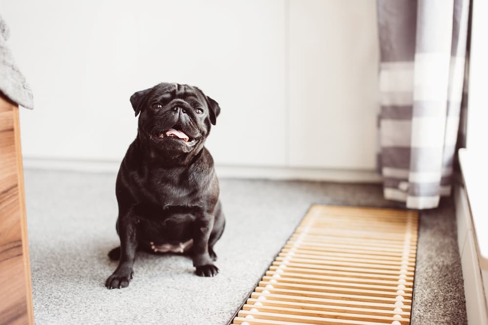 Dog sitting indoors looking to camera and head tilted wondering can dogs eat cat food