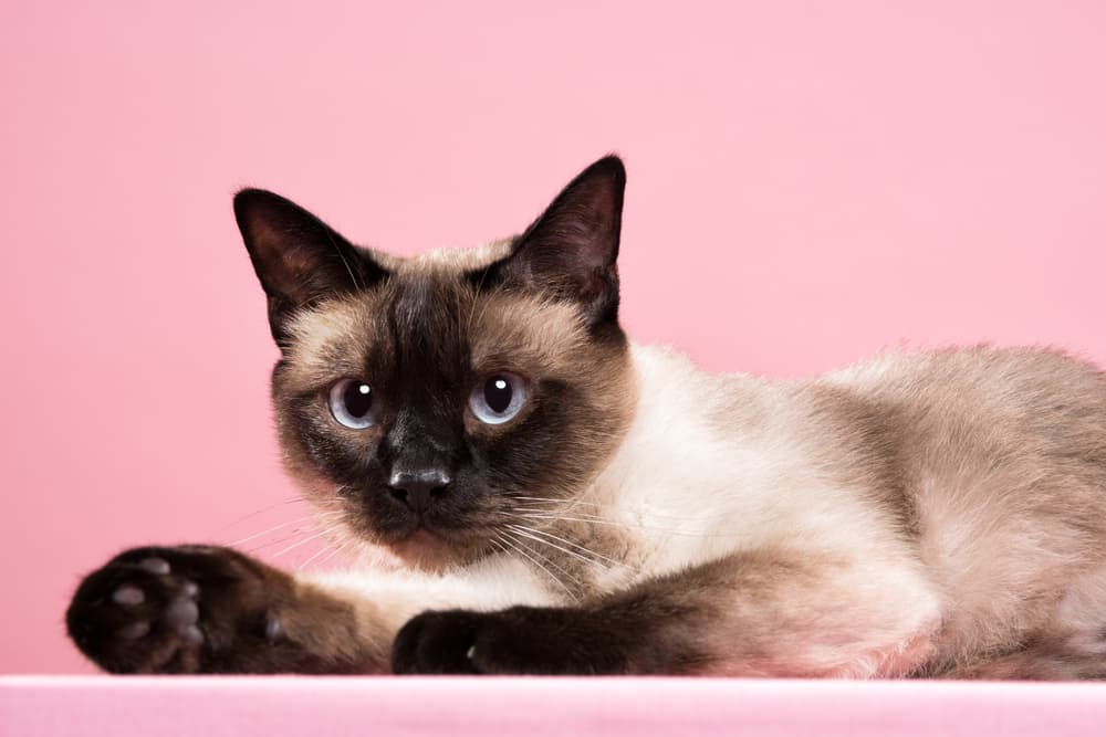 Female Siamese cat on pink background