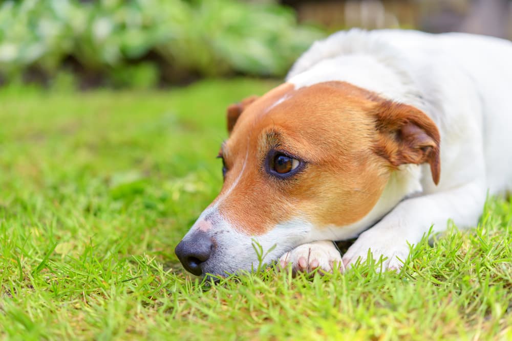 Dog looking sad sitting outside as he is constipated