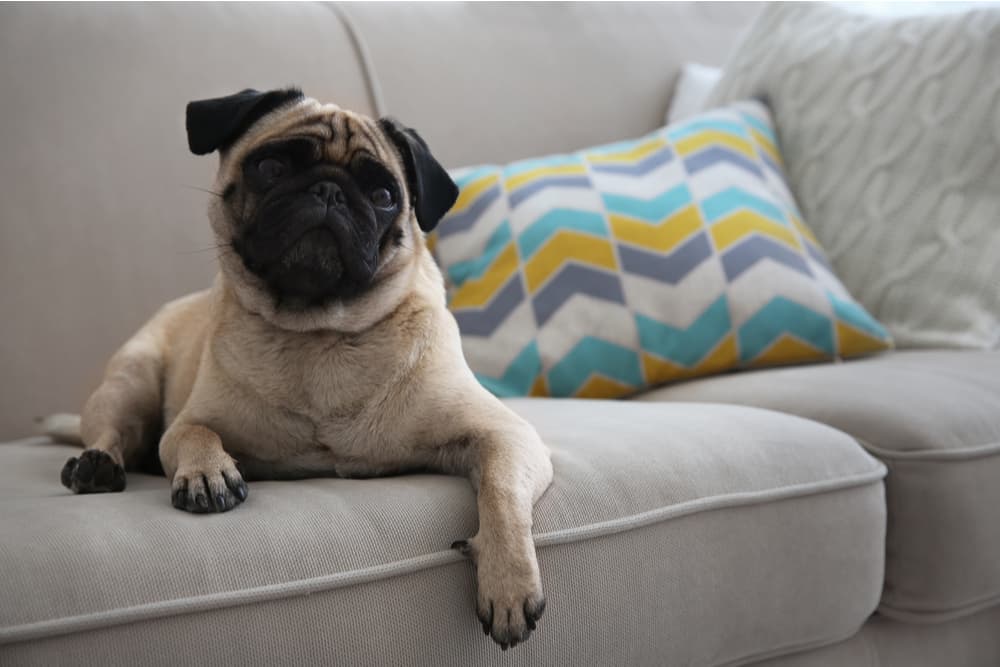 Happy pug dog on the couch