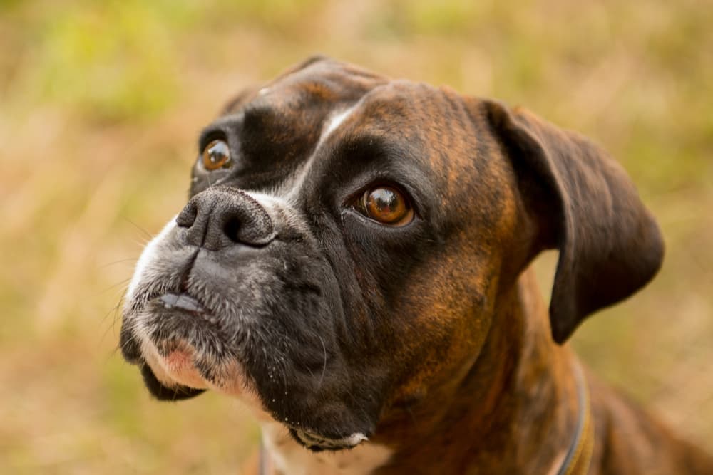 Sweet brown dog smiling to camera