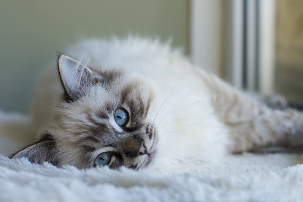 Ragdoll laying in bed stretching out cozy