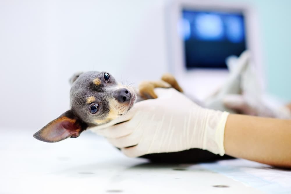 Dog sitting in the vet's office having an exam