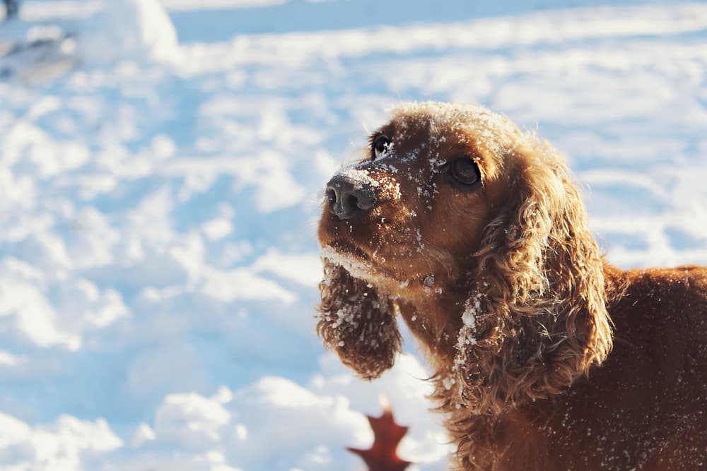 Can Dogs Get Colds?