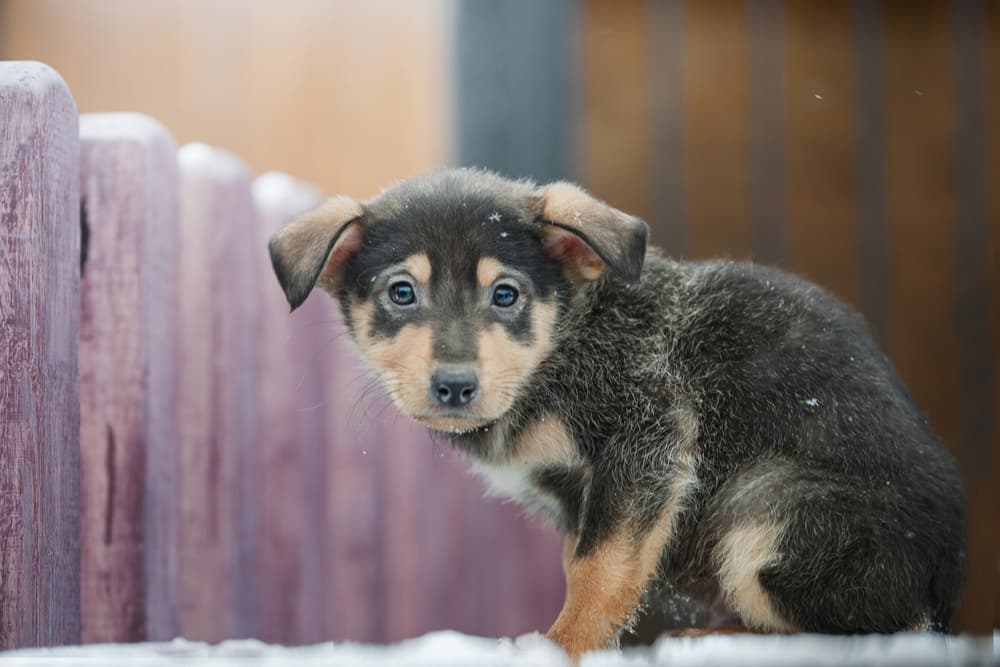 Little puppy in the snow feeling cold
