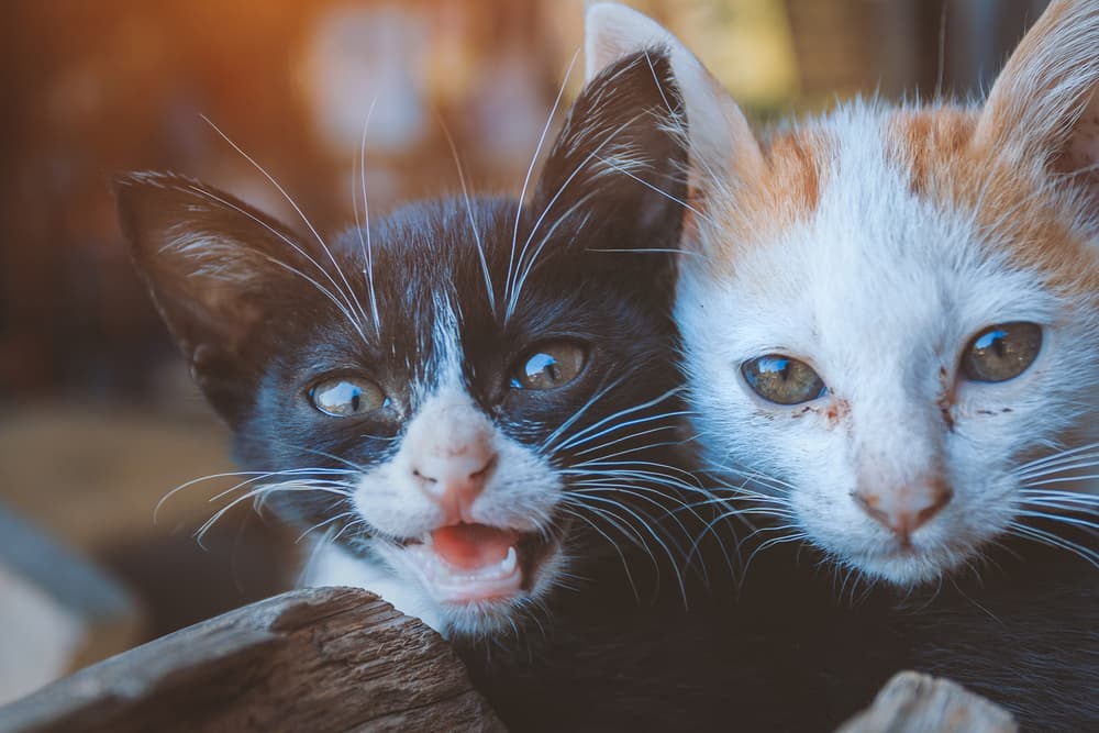 Happy cats