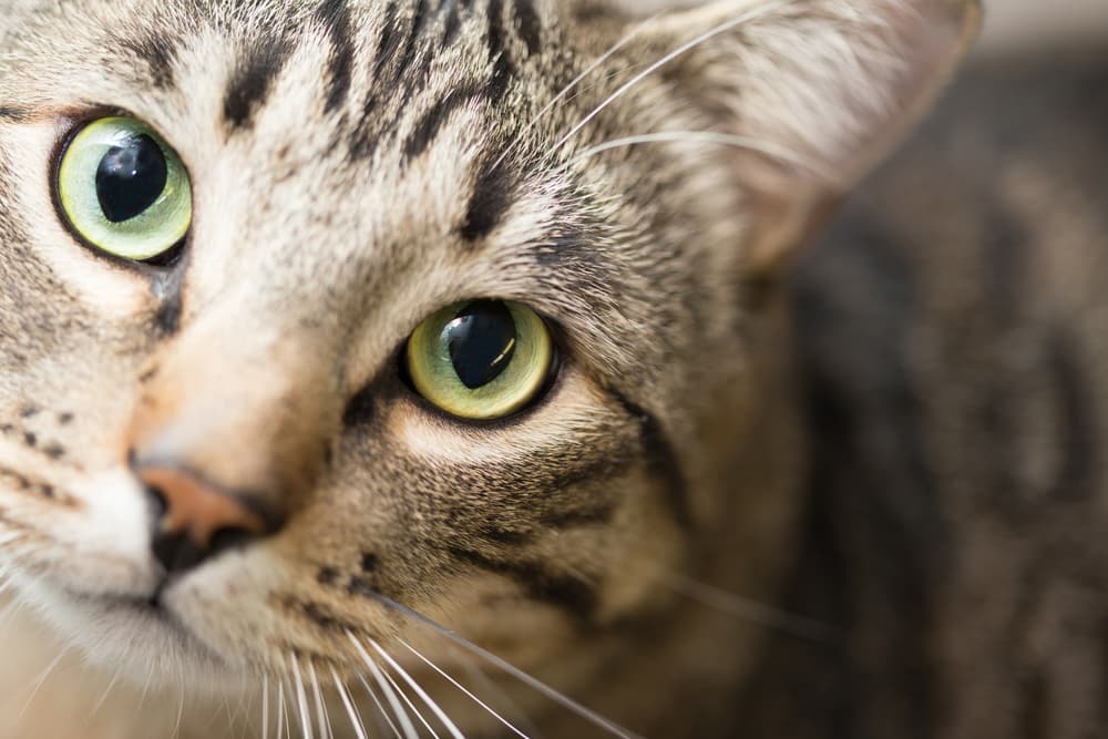 Cat looking up to camera looking curious