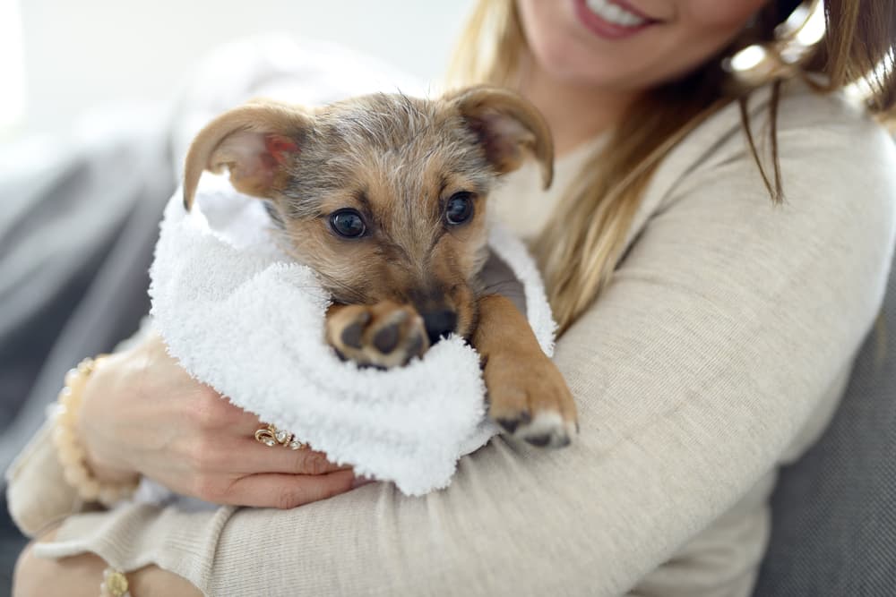 Washing dog paws to help treat them