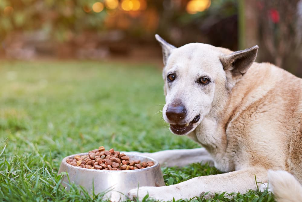 Resource Guarding in Dogs: How to Fix It