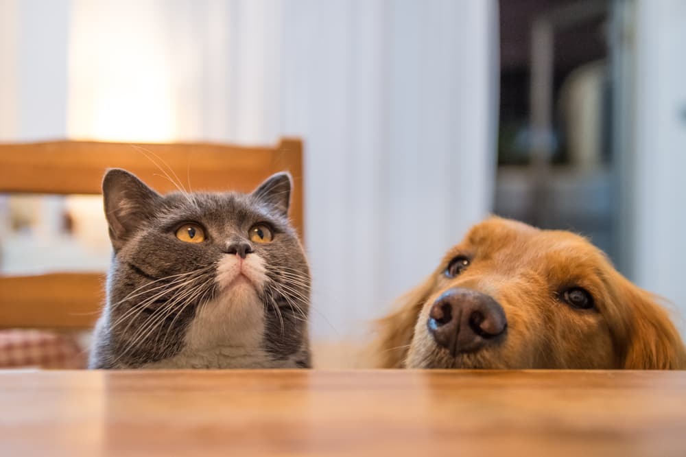 Can Dogs Eat Cat Food?