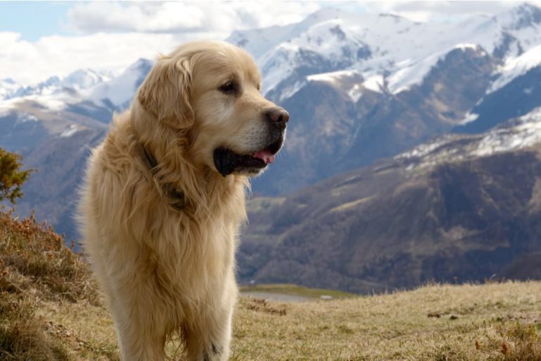 Big Great Pyrenees in front of a beautiful moutain