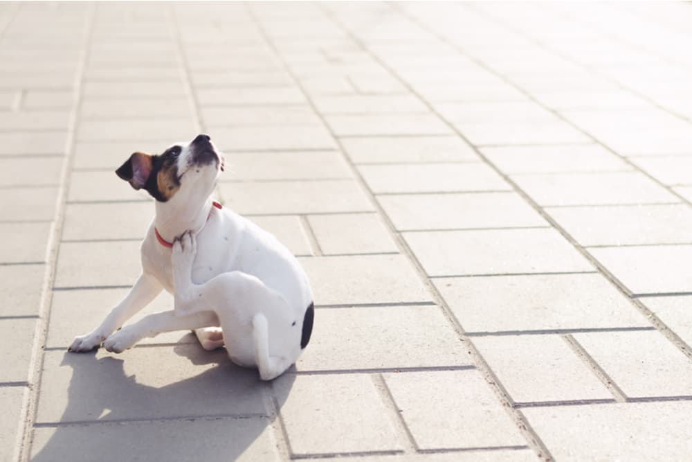 Dog scratching because of fleas on fur