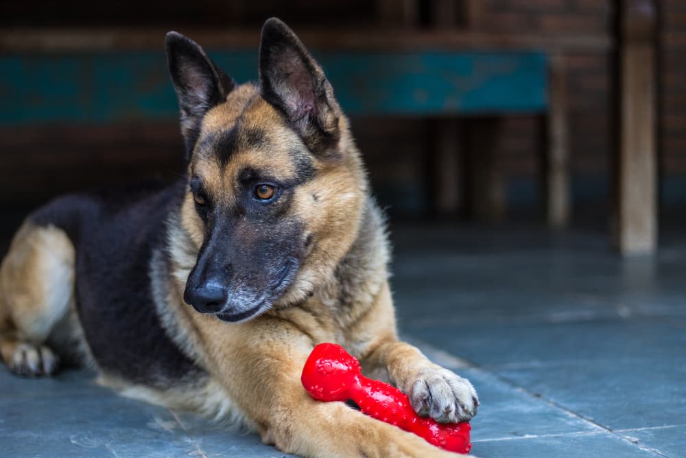 Dog holding toy looking slightly stressed
