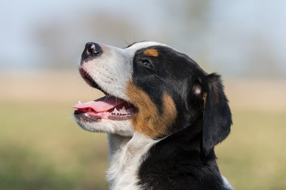 Very sweet mountain dog puppy outside
