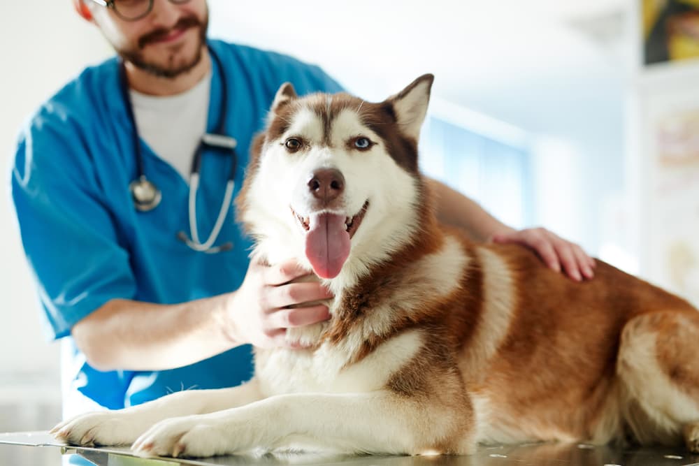 Happy dog at the vet having an exam looking to diagnose skin tags