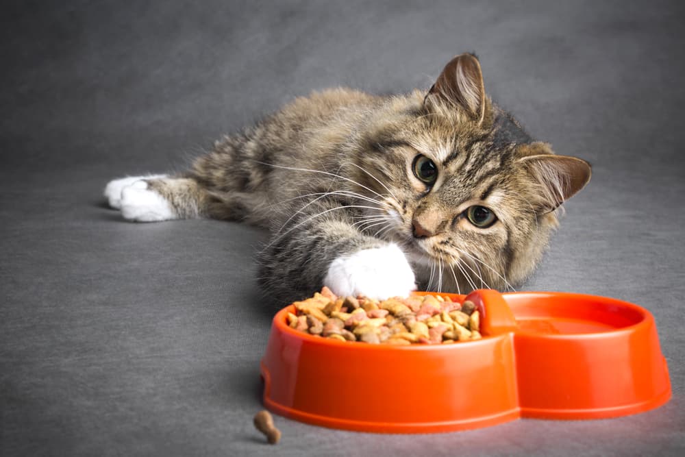 Cat laying in front of food looking a little sick