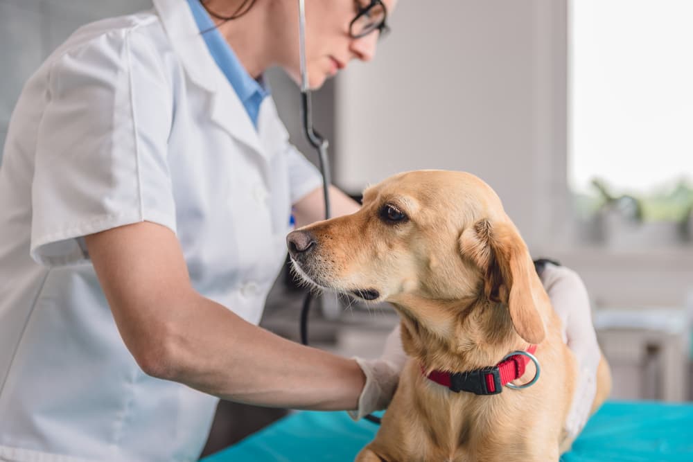 Dog being examined by a vet