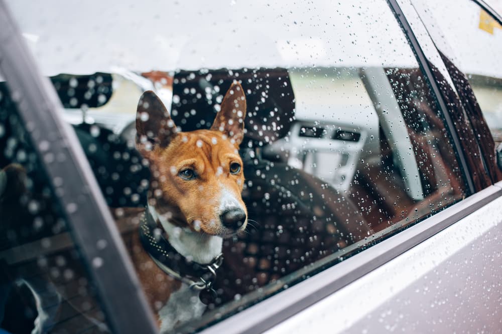 Dog Car Anxiety: How to Make Trips Stress Free