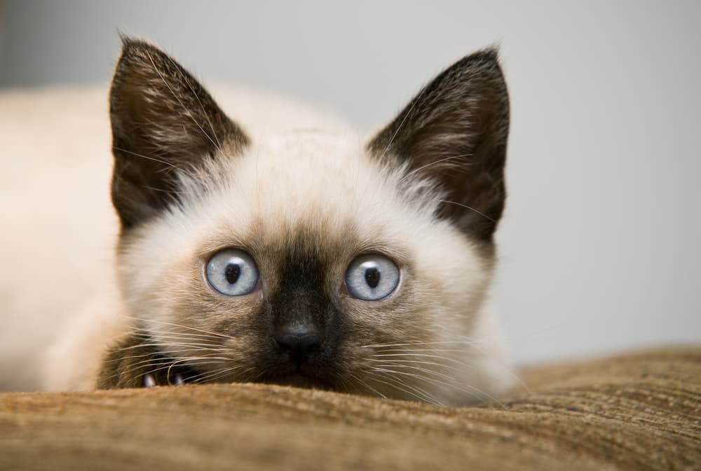 Cute Siamese cat