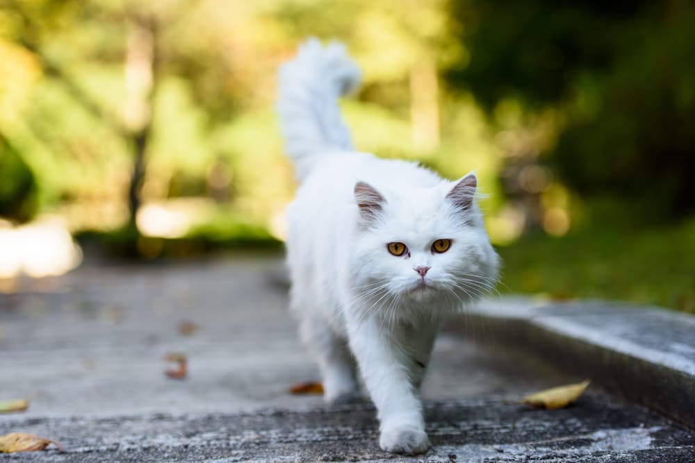 Persian cat walking on the sidewalk