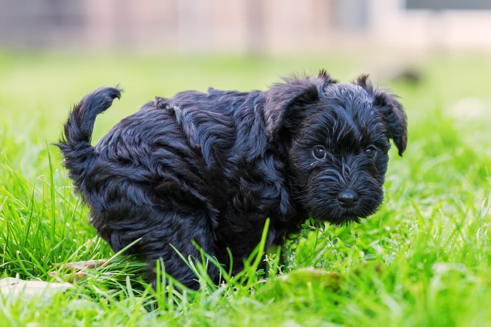 Dog pooping in the grass