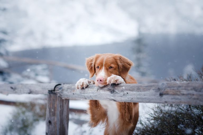 Dog leaning on a railing in the cold